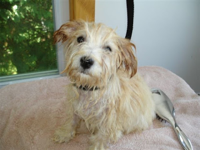 pup_bath